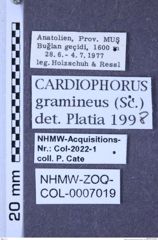 Etiketten zu Cardiophorus gramineus (Scopoli, 1763) (NHMW-ZOO-COL-0007019)